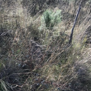 Indigofera australis subsp. australis at Hackett, ACT - 28 Aug 2022 11:22 AM