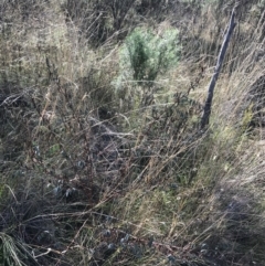 Indigofera australis subsp. australis at Hackett, ACT - 28 Aug 2022