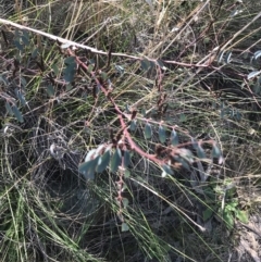 Indigofera australis subsp. australis at Hackett, ACT - 28 Aug 2022 11:22 AM