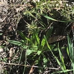 Xerochrysum viscosum (Sticky Everlasting) at Mount Majura - 28 Aug 2022 by Tapirlord