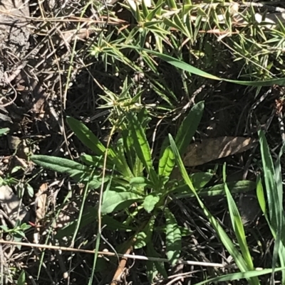 Xerochrysum viscosum (Sticky Everlasting) at Mount Majura - 28 Aug 2022 by Tapirlord