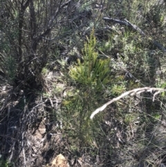 Exocarpos cupressiformis (Cherry Ballart) at Hackett, ACT - 28 Aug 2022 by Tapirlord