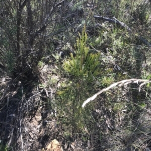 Exocarpos cupressiformis at Hackett, ACT - 28 Aug 2022