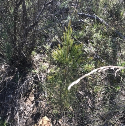 Exocarpos cupressiformis (Cherry Ballart) at Mount Majura - 28 Aug 2022 by Tapirlord