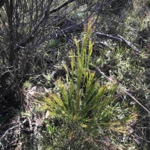 Exocarpos cupressiformis at Hackett, ACT - 28 Aug 2022