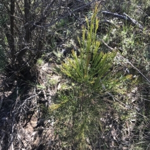 Exocarpos cupressiformis at Hackett, ACT - 28 Aug 2022