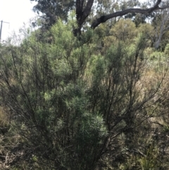 Cassinia longifolia (Shiny Cassinia, Cauliflower Bush) at Hackett, ACT - 28 Aug 2022 by Tapirlord