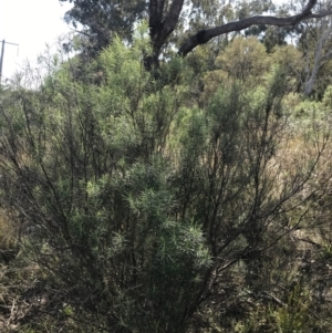 Cassinia longifolia at Hackett, ACT - 28 Aug 2022