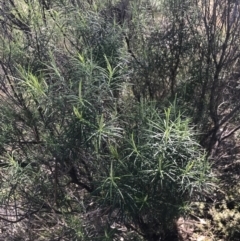 Cassinia longifolia at Hackett, ACT - 28 Aug 2022 11:21 AM