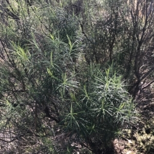 Cassinia longifolia at Hackett, ACT - 28 Aug 2022