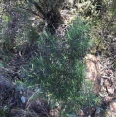Cassinia longifolia at Hackett, ACT - 28 Aug 2022