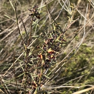 Daviesia genistifolia at Hackett, ACT - 28 Aug 2022 11:21 AM