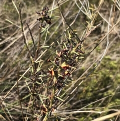 Daviesia genistifolia (Broom Bitter Pea) at Mount Majura - 28 Aug 2022 by Tapirlord