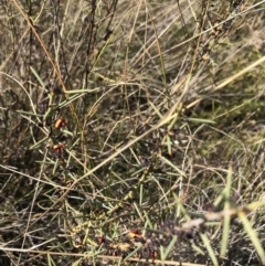 Daviesia genistifolia at Hackett, ACT - 28 Aug 2022 11:21 AM