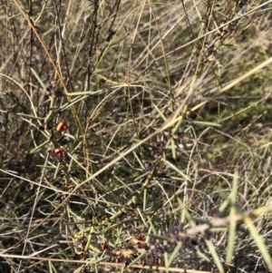 Daviesia genistifolia at Hackett, ACT - 28 Aug 2022 11:21 AM