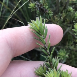 Pultenaea subspicata at Hackett, ACT - 28 Aug 2022