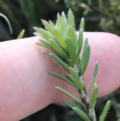 Pultenaea subspicata at Hackett, ACT - 28 Aug 2022