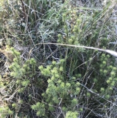 Pultenaea subspicata at Hackett, ACT - 28 Aug 2022