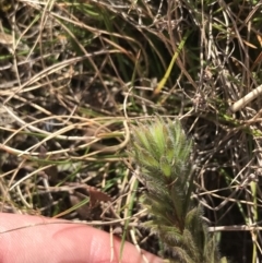 Pultenaea subspicata at Hackett, ACT - 28 Aug 2022