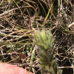 Pultenaea subspicata at Hackett, ACT - 28 Aug 2022