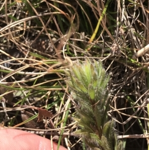 Pultenaea subspicata at Hackett, ACT - 28 Aug 2022 11:20 AM