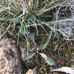 Goodenia hederacea subsp. hederacea at Hackett, ACT - 28 Aug 2022 11:19 AM