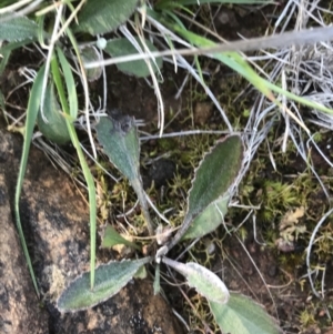 Goodenia hederacea subsp. hederacea at Hackett, ACT - 28 Aug 2022 11:19 AM