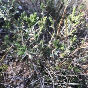 Melichrus urceolatus at Hackett, ACT - 28 Aug 2022