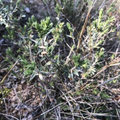 Melichrus urceolatus (Urn Heath) at Hackett, ACT - 28 Aug 2022 by Tapirlord