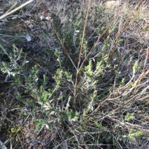 Melichrus urceolatus at Hackett, ACT - 28 Aug 2022 11:19 AM