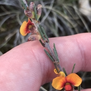 Dillwynia sericea at Hackett, ACT - 28 Aug 2022