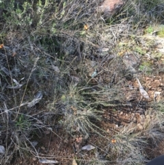 Dillwynia sericea at Hackett, ACT - 28 Aug 2022 11:19 AM