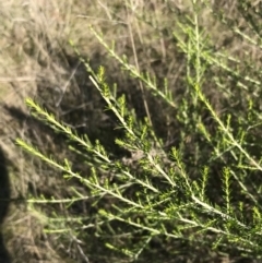 Cassinia sifton (Sifton Bush, Chinese Shrub) at Mount Majura - 28 Aug 2022 by Tapirlord