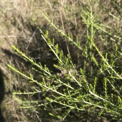 Cassinia sifton (Sifton Bush, Chinese Shrub) at Mount Majura - 28 Aug 2022 by Tapirlord