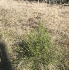 Cassinia sifton at Hackett, ACT - 28 Aug 2022 11:17 AM