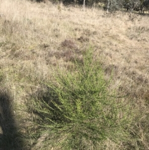 Cassinia sifton at Hackett, ACT - 28 Aug 2022 11:17 AM