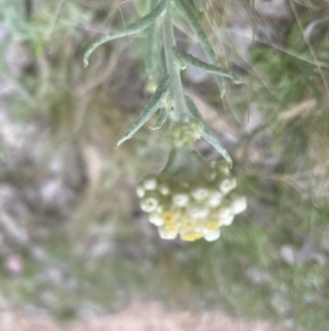 Pseudognaphalium luteoalbum at Aranda, ACT - 3 Oct 2022