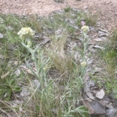 Pseudognaphalium luteoalbum at Aranda, ACT - 3 Oct 2022