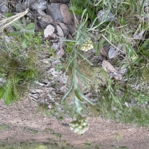 Pseudognaphalium luteoalbum at Aranda, ACT - 3 Oct 2022