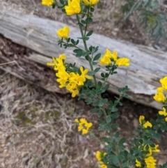 Genista monspessulana (Cape Broom, Montpellier Broom) at O'Connor, ACT - 3 Oct 2022 by KaleenBruce