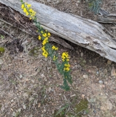 Genista monspessulana at O'Connor, ACT - 3 Oct 2022