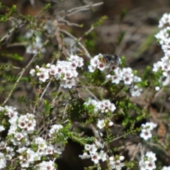 Lipotriches (Austronomia) australica at Paddys River, ACT - 3 Oct 2022 by Birdy