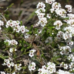 Lipotriches (Austronomia) australica at Paddys River, ACT - 3 Oct 2022