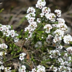 Lipotriches (Austronomia) australica at Paddys River, ACT - 3 Oct 2022