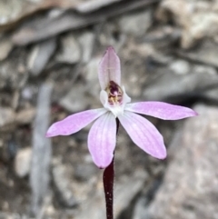 Caladenia fuscata (Dusky Fingers) at Fadden, ACT - 3 Oct 2022 by AnneG1