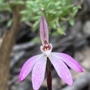 Caladenia fuscata at Fadden, ACT - suppressed