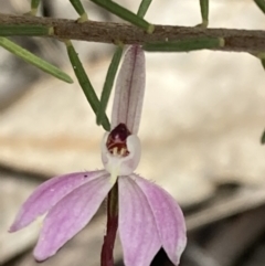 Caladenia fuscata at Fadden, ACT - suppressed