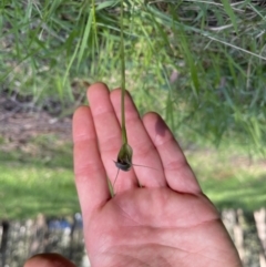 Pterostylis pedunculata (Maroonhood) at Alpine Shire - 3 Oct 2022 by WalterEgo