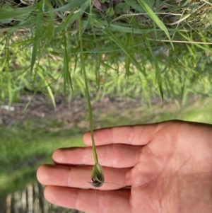 Pterostylis pedunculata at Porepunkah, VIC - 3 Oct 2022