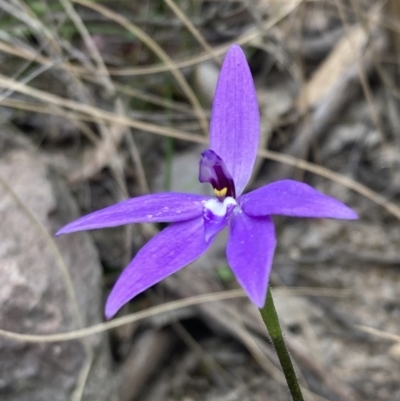 Glossodia major (Wax Lip Orchid) at Wanniassa Hill - 3 Oct 2022 by AnneG1